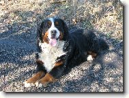 Berner Sennenhund