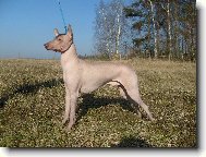 Perro Sin Pelo del Per