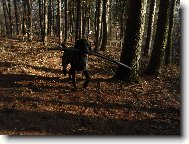Deutscher Kurzhaariger Vorstehhund