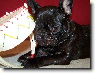 Bouledogue francais, French Bulldog
