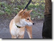 Shiba Inu