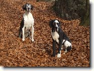 Deutsche Dogge