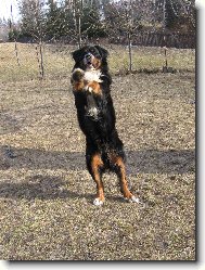 Berner Sennenhund