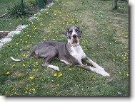 Deutsche Dogge