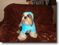 icu, Shih-Tzu
