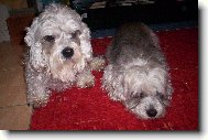 Dandie Dinmont Terrier
