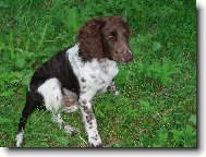 Deutscher Wachtelhund, German Spaniel