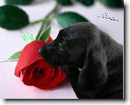 Deutscher Kurzhaariger Vorstehhund