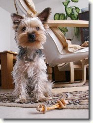 Jorkšírský terier, Yorkshire Terrier,