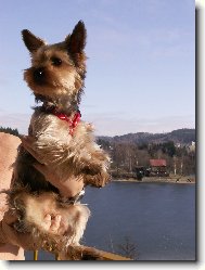 Jorkšírský terier, Yorkshire Terrier,
