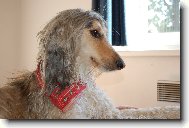 Afghan hound \(Dog standard\)