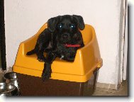 Border Terrier