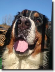 Berner Sennenhund