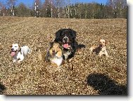 Berner Sennenhund