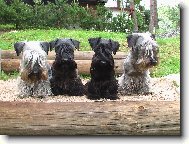 Czech Terrier