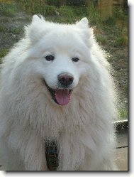 Samojed