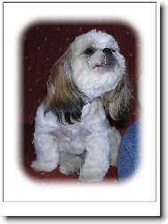 icu, Shih-Tzu
