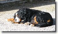 Berner Sennenhund