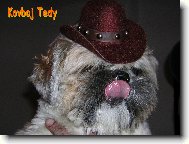 icu, Shih-Tzu