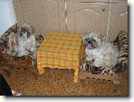 icu, Shih-Tzu