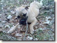 Bullmastiff