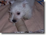 West Highland White Terrier