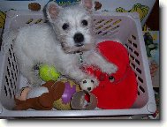 West Highland White Terrier