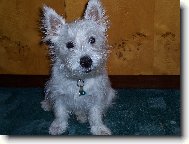 West Highland White Terrier