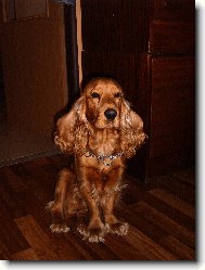 English Cocker Spaniel