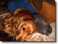 English Cocker Spaniel