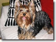 Jorkšírský terier, Yorkshire Terrier,