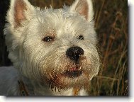 West Highland White Terrier