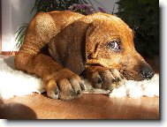 Rhodesian Ridgeback