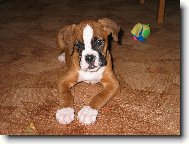 Deutscher Boxer