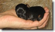 Jorkšírský terier, Yorkshire Terrier,