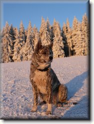 Japanese Akita