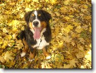 Berner Sennenhund