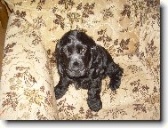 English Cocker Spaniel