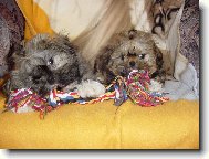 icu, Shih-Tzu