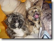 icu, Shih-Tzu