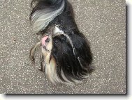 icu, Shih-Tzu