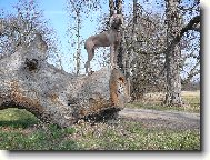 Weimaraner, Weimaraner Vorsterhund