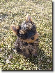 Jorkšírský terier, Yorkshire Terrier,