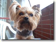 Jorkšírský terier, Yorkshire Terrier,