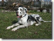 Deutsche Dogge