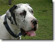 Deutsche Dogge