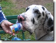 Deutsche Dogge