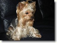 Jorkšírský terier, Yorkshire Terrier,