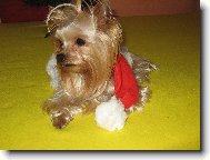 Jorkšírský terier, Yorkshire Terrier,
