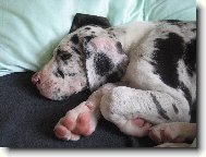 Deutsche Dogge